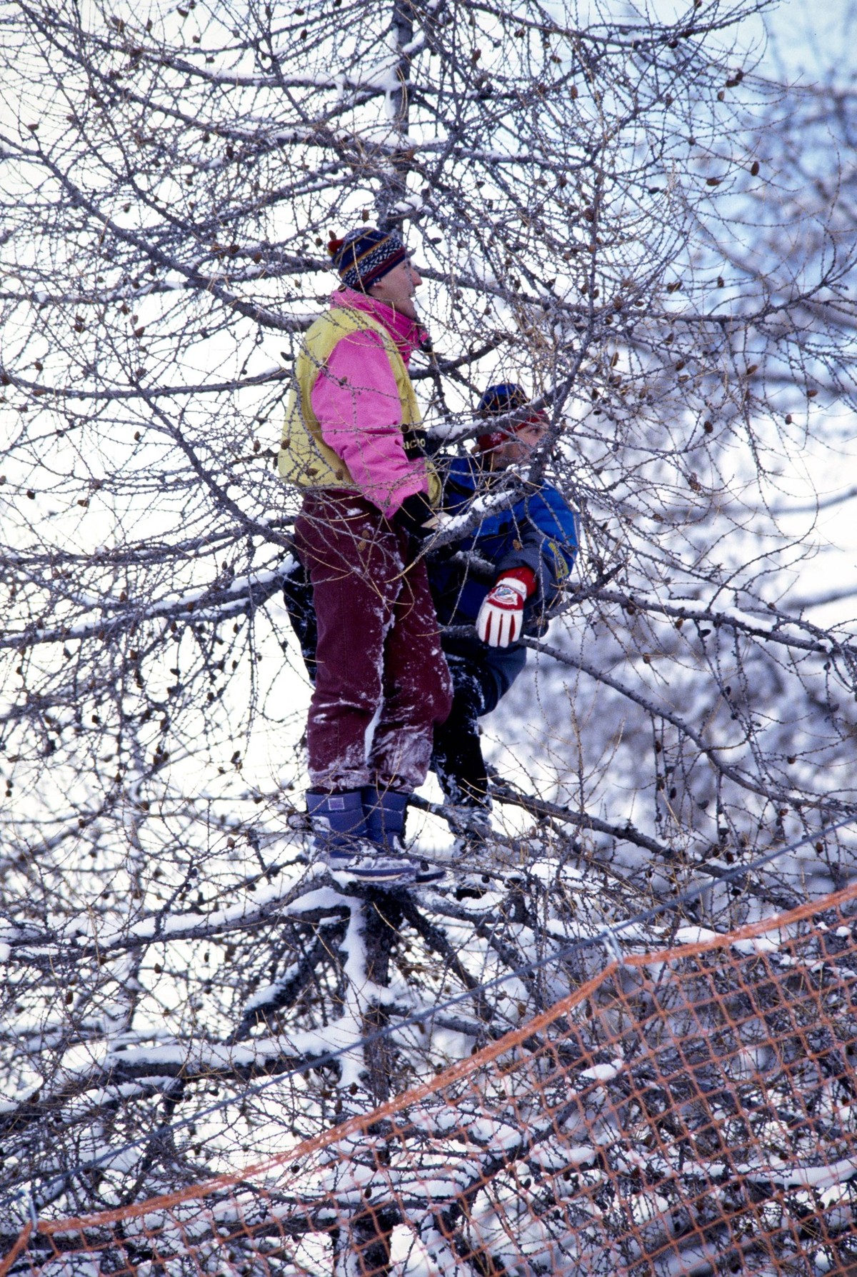 Ski Alpin Weltcup 1993/1994 Kitzbuehel: Feature Ski Alpin Weltcup 1993/1994 Kitzbuehel Abfahrt 15.01.1994 Zuschauer auf einem Baum Kitzbuehel Oesterreich *** Alpine Skiing World Cup 1993 1994 Kitzbueh ...