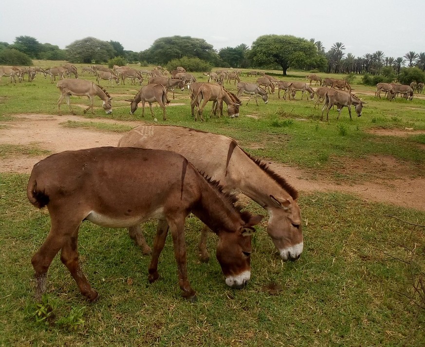 Eselhandel Afrika Tansania Ejiao