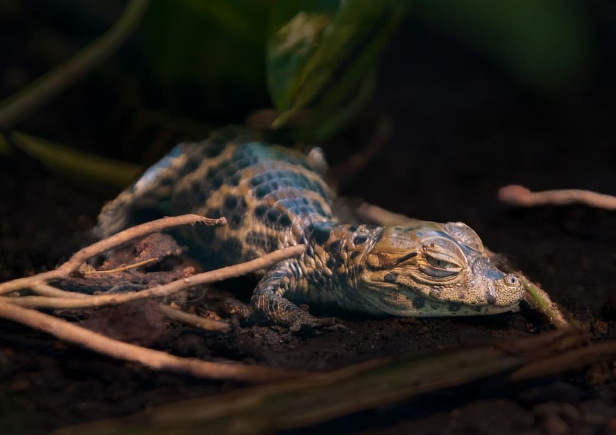 Baby-Krokodil im Zürcher Zoo geschlüpft.