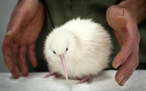 epa03040682 A handout picture provided by Lisa Sims Limited shows Mauriora, a three-day-old rare white kiwi chick, the second to hatch at the Mt Bruce national wildlife centre in the Wairarapa, New Ze ...