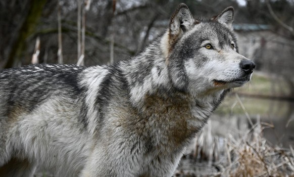 cute news tier wolf

https://imgur.com/gallery/wolf-photography-seminar-wolf-park-c4a0RJB#/t/wolf