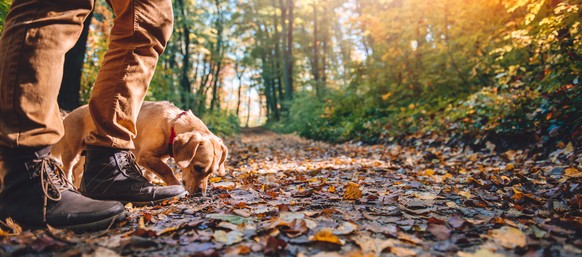 Herbst spaziergang