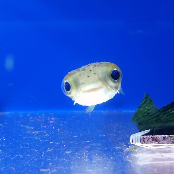 Kugelfisch/Pufferfish
Cute News
http://imgur.com/gallery/EjOJYmu
