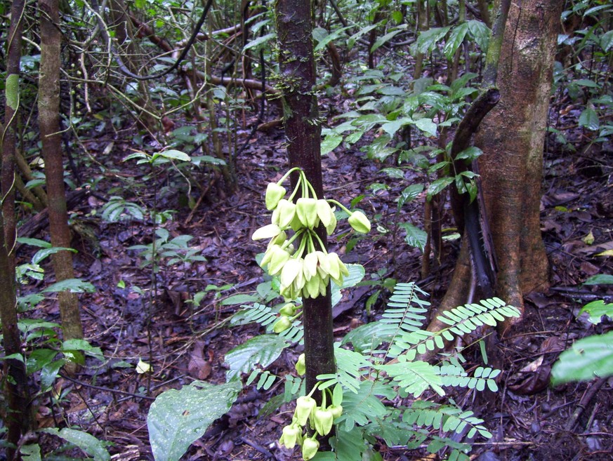 Uvariopsis dicaprio.Cauliflorous inflorescences on trunk.