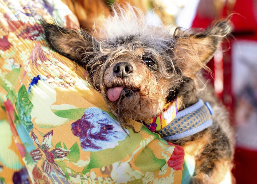 Scamp the Tramp rests after winning the World&#039;s Ugliest Dog Contest at the Sonoma-Marin Fair in Petaluma, Calif., Friday, June 21, 2019. (AP Photo/Noah Berger)