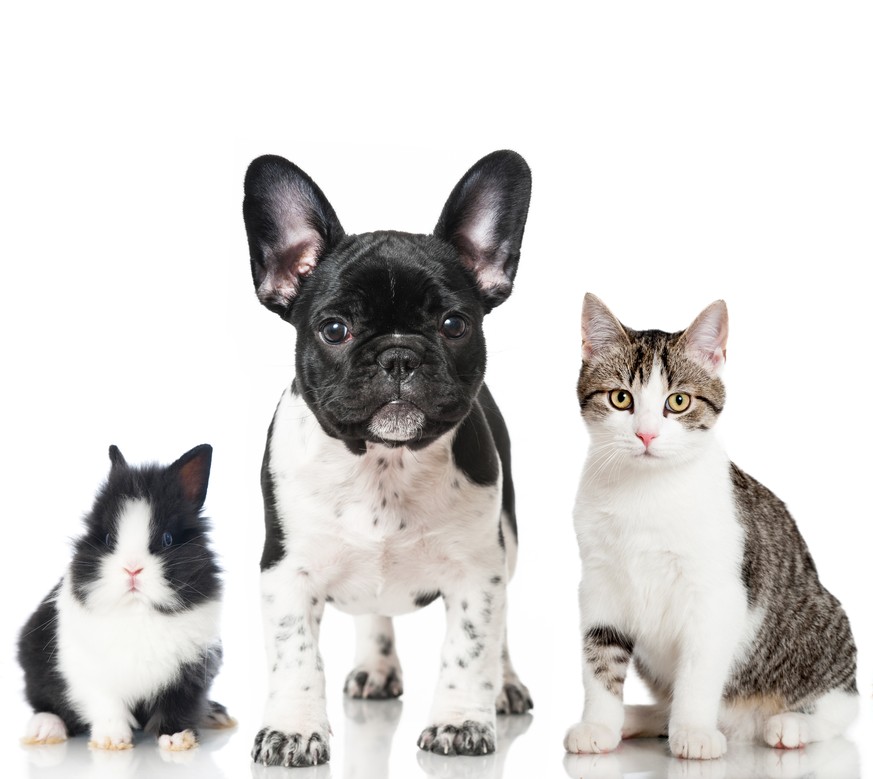 Rätsel Der Woche Das Gewicht Von Hund Katze Und Hase Watson