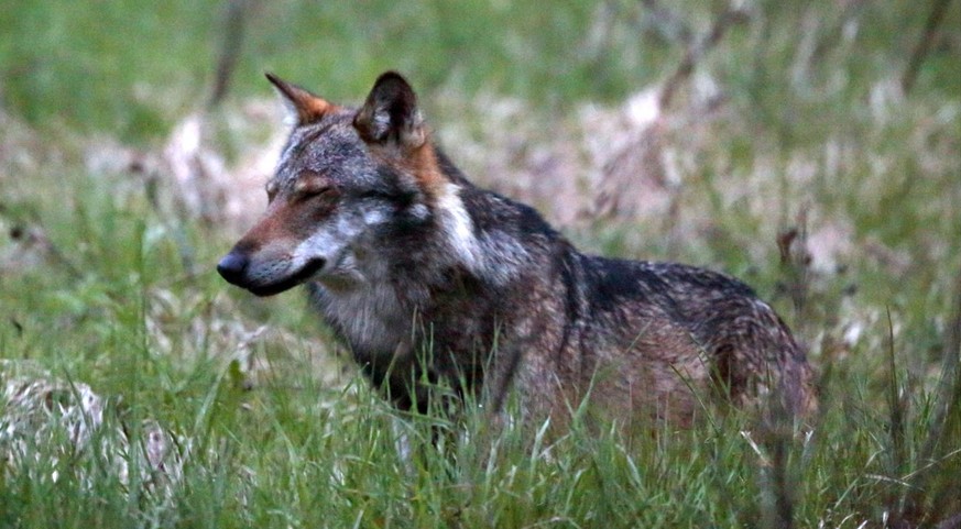 Ein Wolf beim Dorfeingang von Bellwald im Obergoms, Wallis, im Mai 2013.