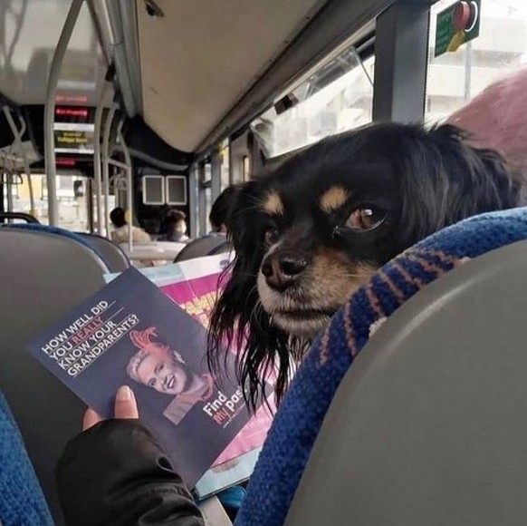 Puppy tin on the bus