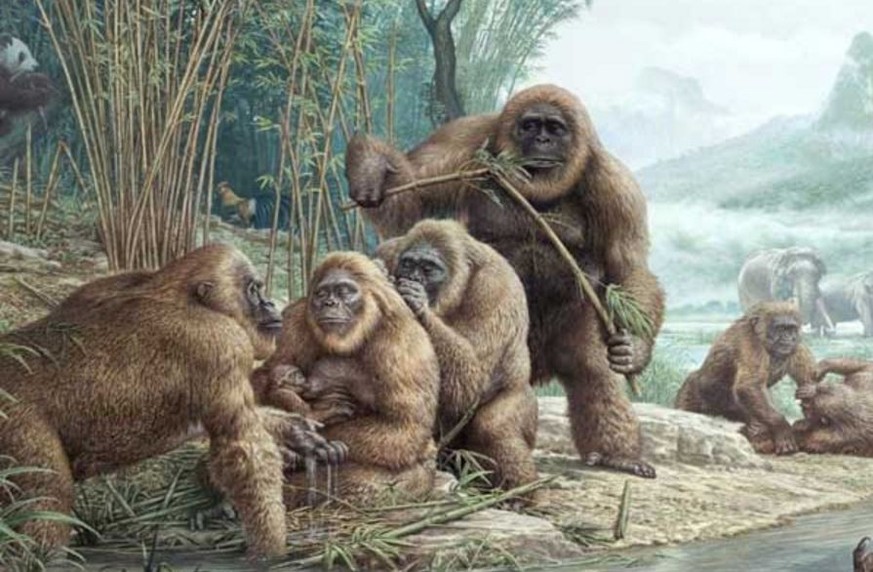 Gigantopithecus