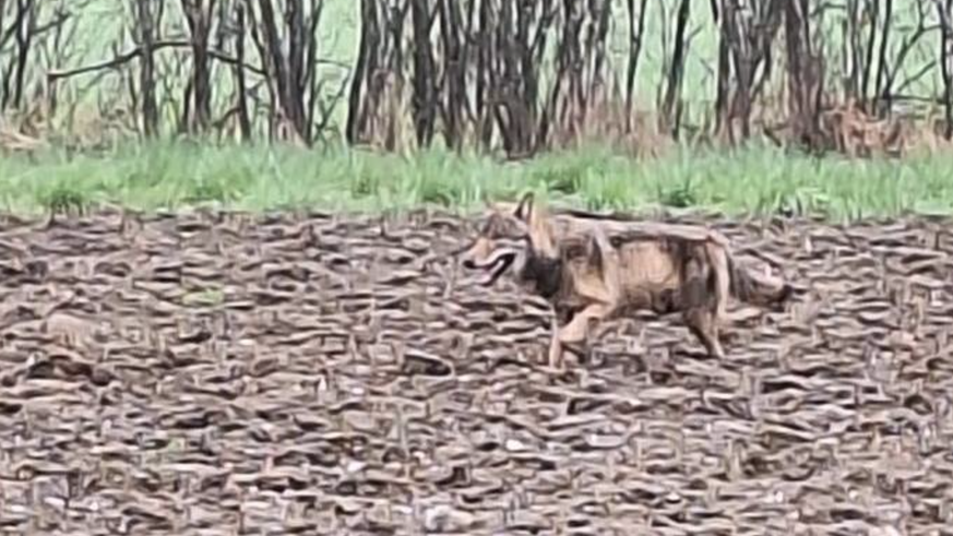 Wolf im Kanton Zürich