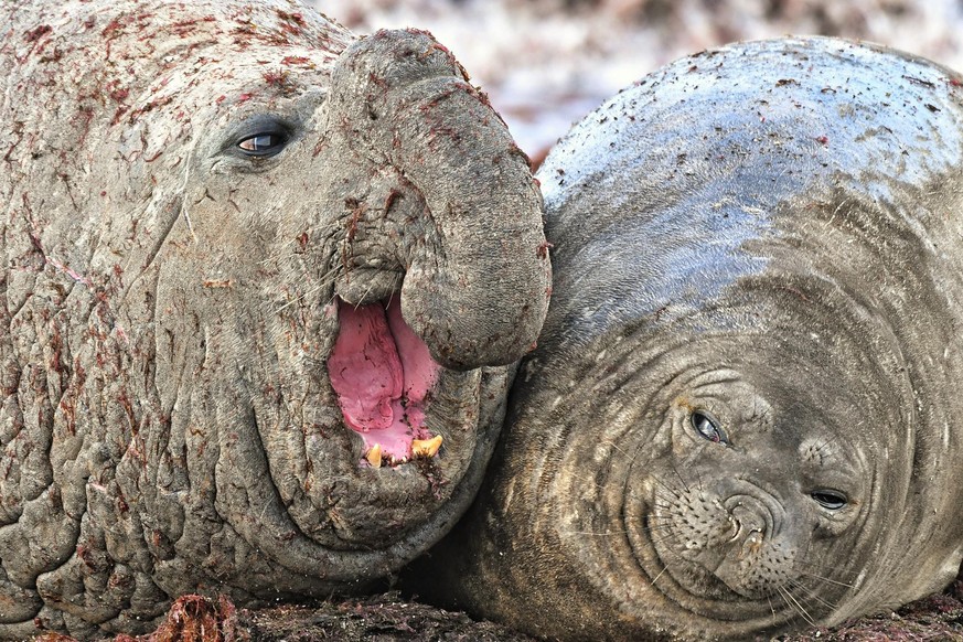 The Comedy Wildlife Photography Awards 2020
Luis BurgueÃ±o
Trelew
Argentina
Phone: 
Email: 
Title: I had to stay late at work
Description: South sea elephant in patagonia (Isla Escondida) They adopt v ...