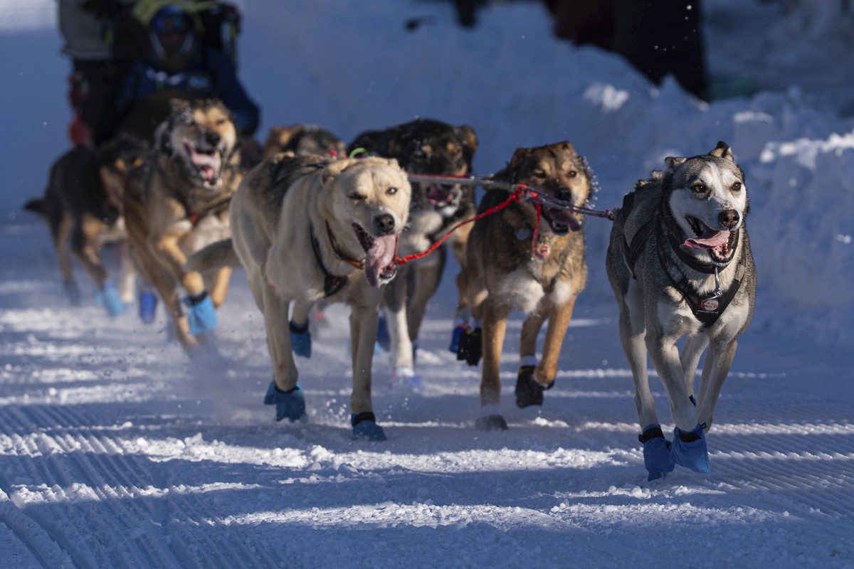 Dogs in Riley Dyche's team mush along Cordova Street during the ceremonial start of the Iditarod Trail Dog Sled Race on Saturday, March 2, 2024, in Anchorage, Alaska. (Loren Holmes/Anchorage Dail ...