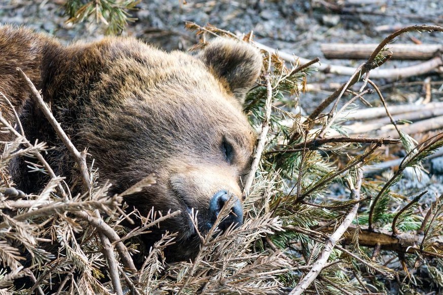 Leben auf Sparflamme: Bären halten wie viele andere Säugetiere Winterschlaf. 