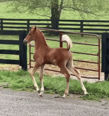 Animiertes GIF