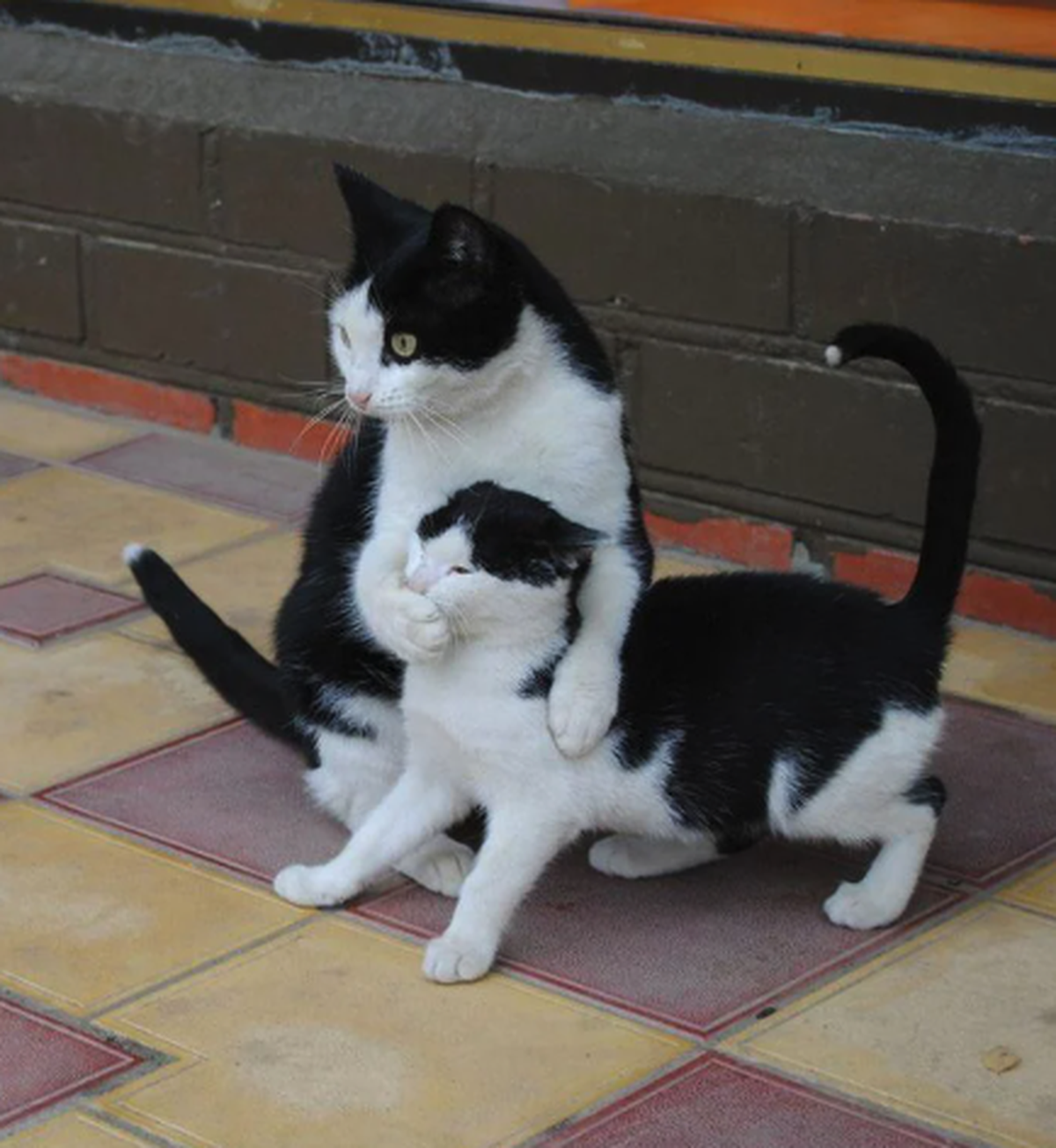 Katzenmutter mit Katzenbaby

https://www.reddit.com/r/cuteanimals/s/Une0ih5151
