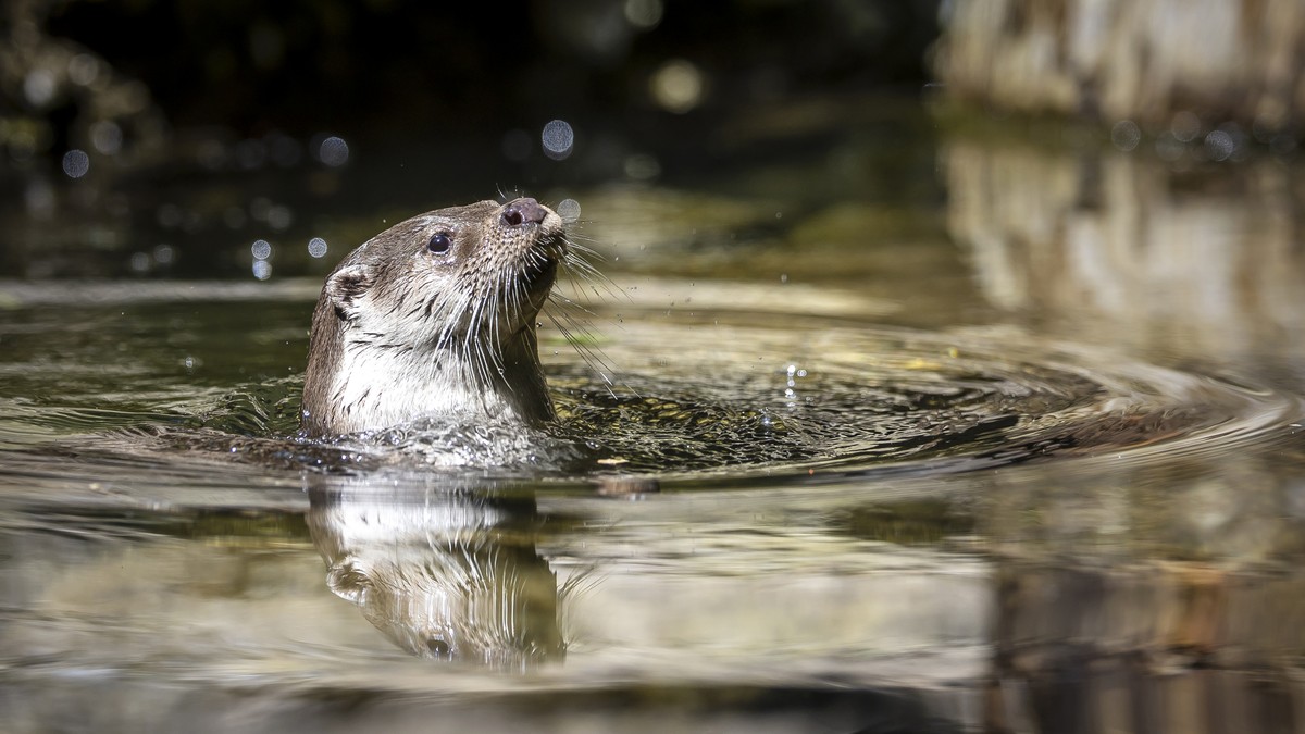 Otter Tom hunts for fish at Zurich Zoo, on Wednesday, June 19, 2024 in Zurich, Switzerland. Once widespread, the endangered species of European otter is only slowly returning to Central Europe. To ens ...