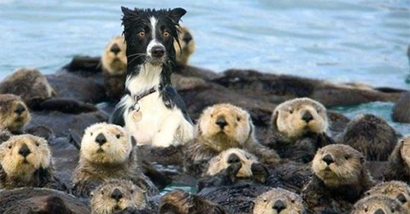 cute news dog otter https://www.reddit.com/r/AnimalsBeingConfused/comments/111shmu/what_a_weird_otter/