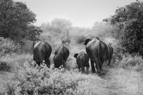 Eine Familie Asiatischer Elefanten, Udawalawe National Park in Sri Lanka.