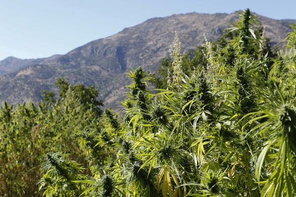 FILE - In this Sept. 14, 2014 file photo swaths of cannabis are pictured n the village of Bni Hmed in the Ketama Abdelghaya valley, northern Morocco. Morocco&#039;s government on Thursday approved a l ...