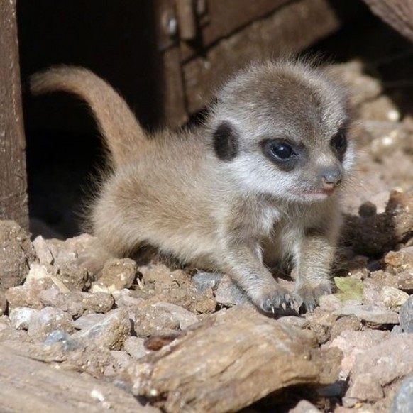 Herzige Tiere
Cute News
https://imgur.com/a/c9Bp1Vi