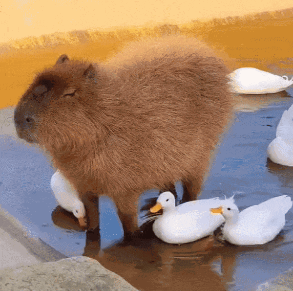 cute news animal tier capybara

https://www.reddit.com/r/capybara/comments/u2jrie/inner_peace/