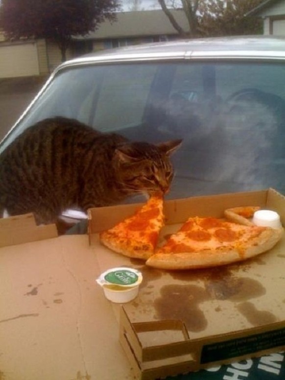 Katze, pizza