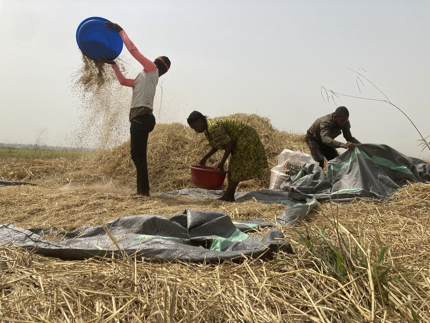 FILE - Ibrahim Mohammed, left, a farmer who lost most of his seedlings and lands to violent attacks in northern Nigeria, works with his relatives on a rice farm in Agatu village on…
