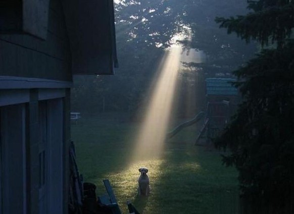 Hund ist der Auserwählte
Cute News
https://imgur.com/t/aww/G1yPS