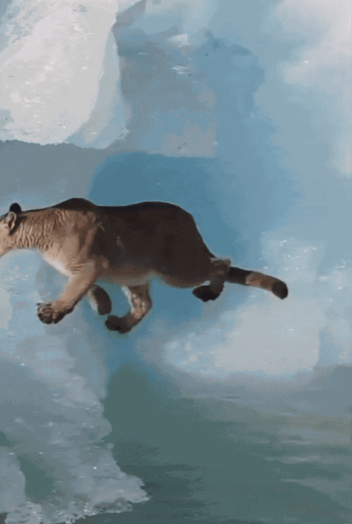 Animiertes GIF