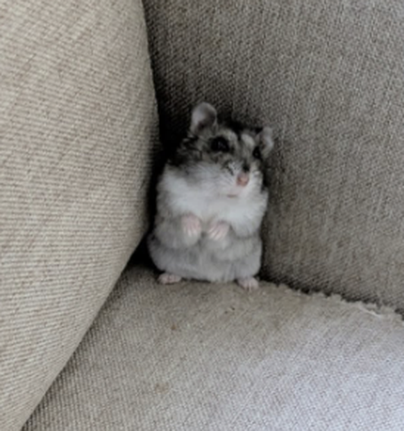 Lustige Tierbilder: Nur in den Cute News