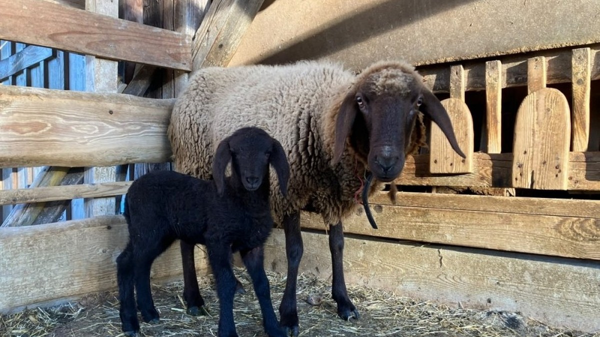 Missing sheep found in St. Gallen with newborn lamb