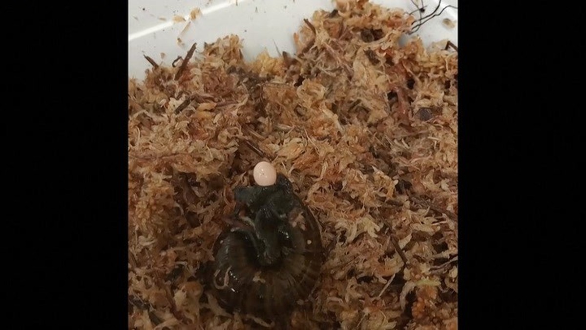 Un escargot menacé en train de pondre par le cou.