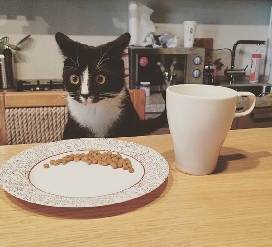 23 Katzen, die noch nicht so ganz kapiert haben, wie ein Leben als Katze funktioniert