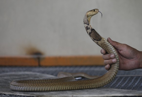 epa06386275 A Thai fireman (out of frame) shows his skills in handling a cobra snake at Bang Khen Fire Station in Bangkok, Thailand, 12 December 2017 (issued 13 December 2017). According to the Bangko ...