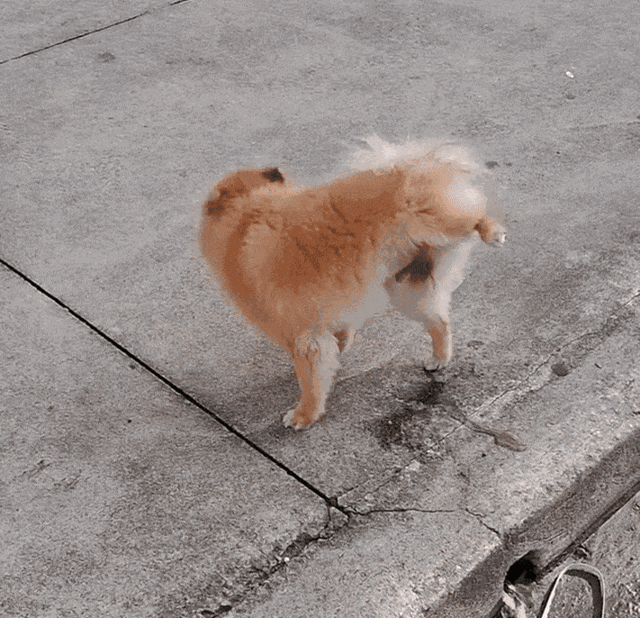 Animiertes GIF