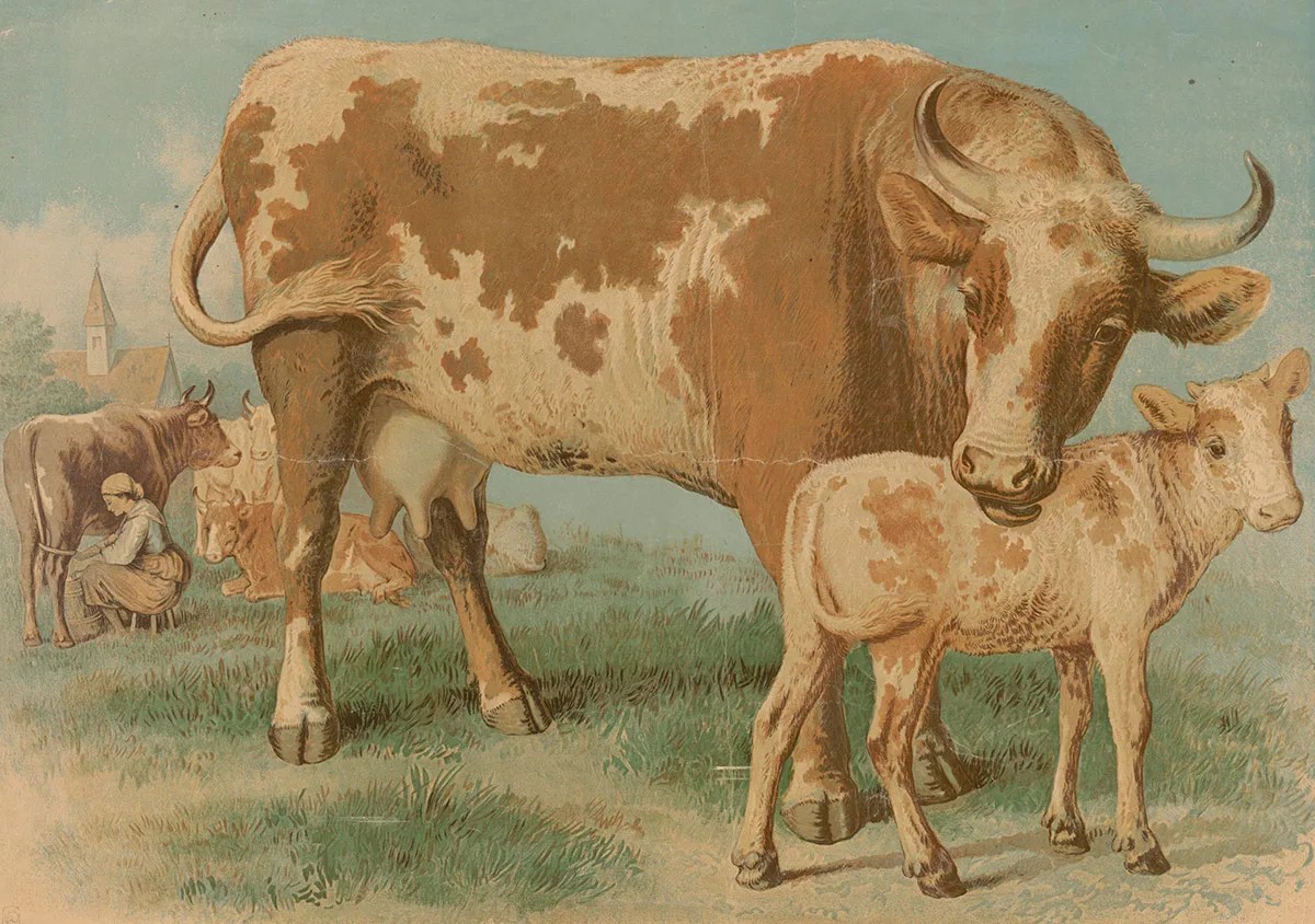 Les vachers, mais aussi les animaux dont ils prenaient soin, étaient de préférence importés de Suisse. On aperçoit aussi une fille de ferme occupée à la traite à l’arrière-plan de cette affiche didact ...