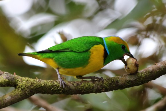 200 Vogelarten leben im Curi-Cancha-Reservat