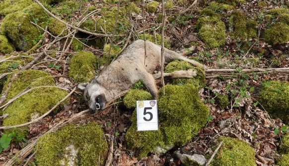 Italien: Zehn Wölfe in Nationalpark vergiftet.