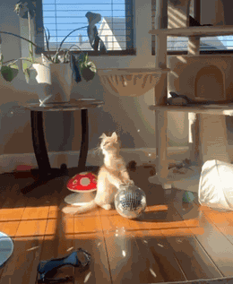 Animiertes GIF