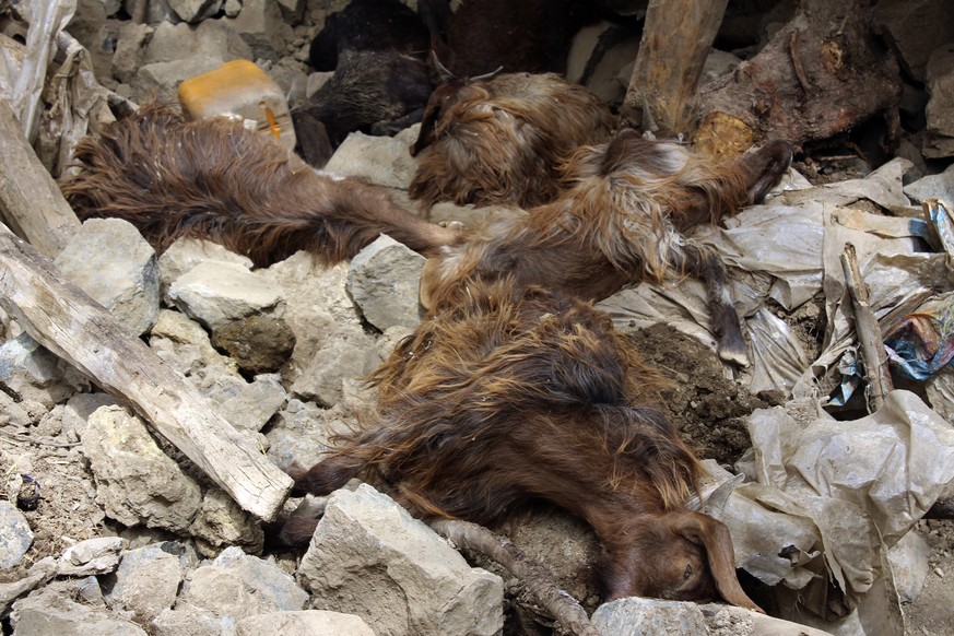 Dead livestock lie under the rubble of buildings destroyed in an earthquake in the Spera District of the southwestern part of Khost Province, Afghanistan, Wednesday, June 22, 2022. A powerful earthqua ...