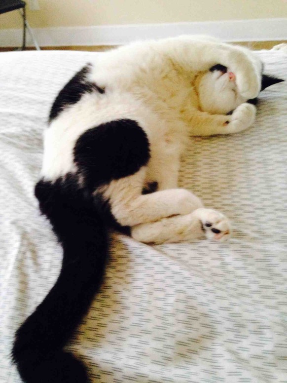 Katze schämt sich.

http://imgur.com/gallery/ou583ry