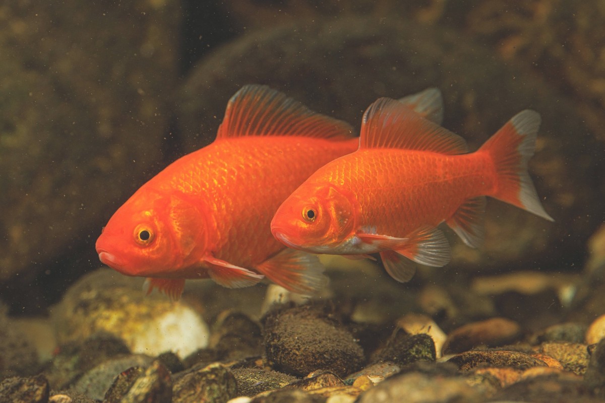 Goldfisch, Goldkarausche Carassius auratus, laichbereites Paar, Maennchen mit Laichausschlag goldfish, common carp Carassius auratus, spawning pair, male with nuptial tubercles BLWS730732 *** Goldfish ...