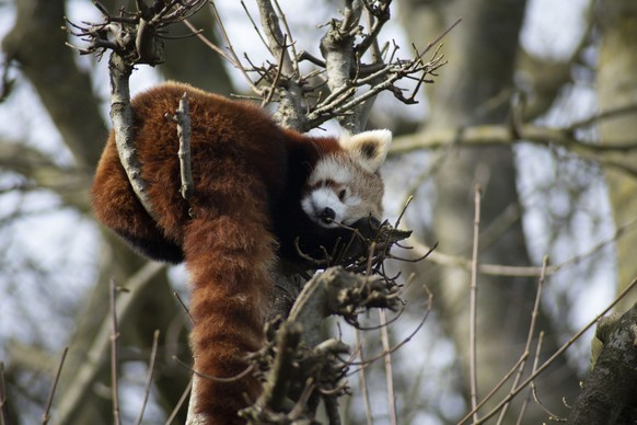 cute news tier roter panda

https://www.reddit.com/r/NatureIsFuckingCute/comments/1c5uw0b/the_red_panda_ailurus_fulgens/