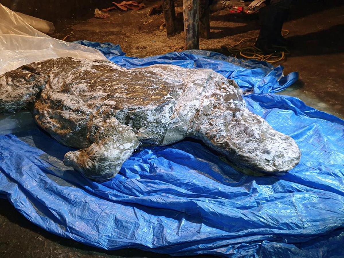 This photo taken in Aug. 2020 shows the carcass of a woolly rhino, taken in Yakutia, The well-preserved carcass with most of its internal organs still intact was released by permafrost in August and s ...