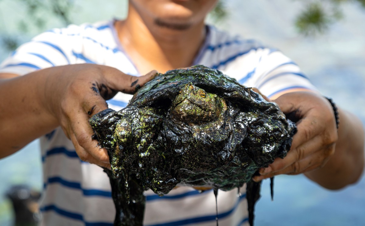 Un homme tient une tortue au corps plein de pétrole, dans une communauté contaminée par les marées noires et la prolifération du "verdin" sur les eaux du lac Maracaibo, dans l'État de Zulia, au Venezu ...