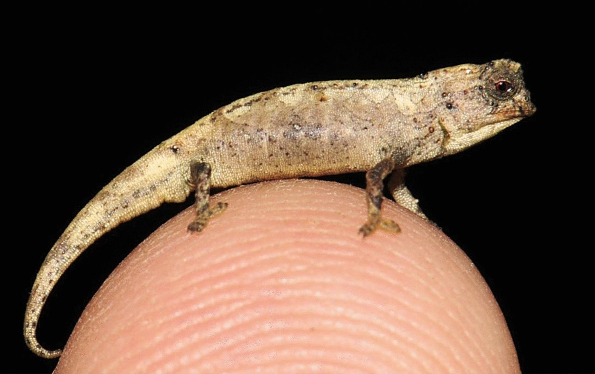 Nano-Chamäleon, Brookesia nana.
https://commons.wikimedia.org/w/index.php?curid=99597047