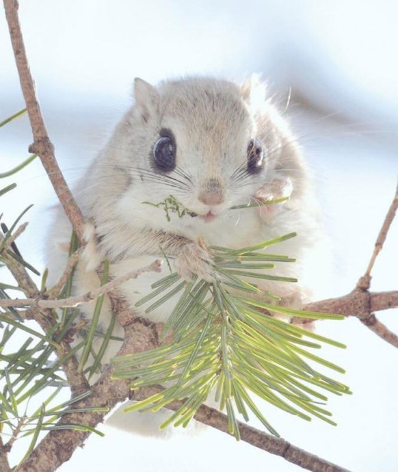 Japanisches Gleithörnchen