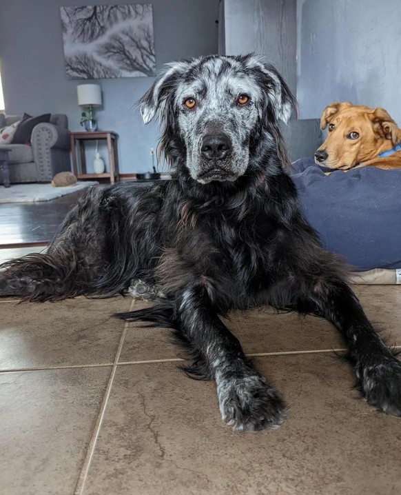 cute news tier hund

https://www.reddit.com/r/aww/comments/1c6fusj/my_boy_buster_4yo_has_completely_changed_from/?share_id=VbNS7QJOAqB2ICl8UOp_A&amp;utm_content=1&amp;utm_medium=ios_app&amp;utm_name=i ...