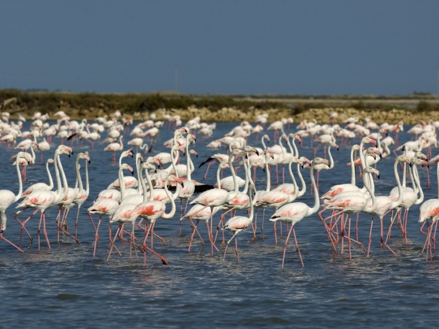 12&#039;000 Flamingos sind in der Camargue geschl�pft. Ihr rosa Gefieder erhalten sie erst als Erwachsene. (Pressebild)