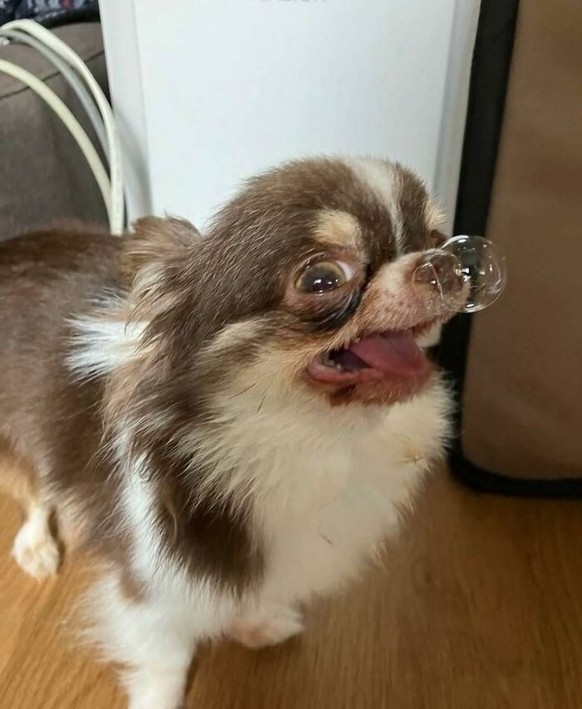 Cute News: Clown Tiere